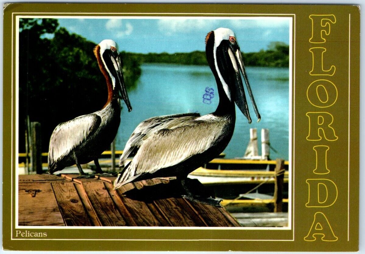Postcard - Pelicans - Florida