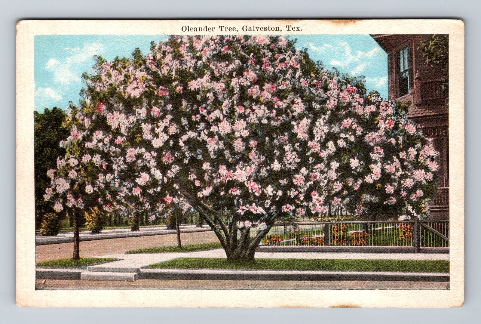Galveston TX-Texas, Oleander Tree, Antique, Vintage Postcard