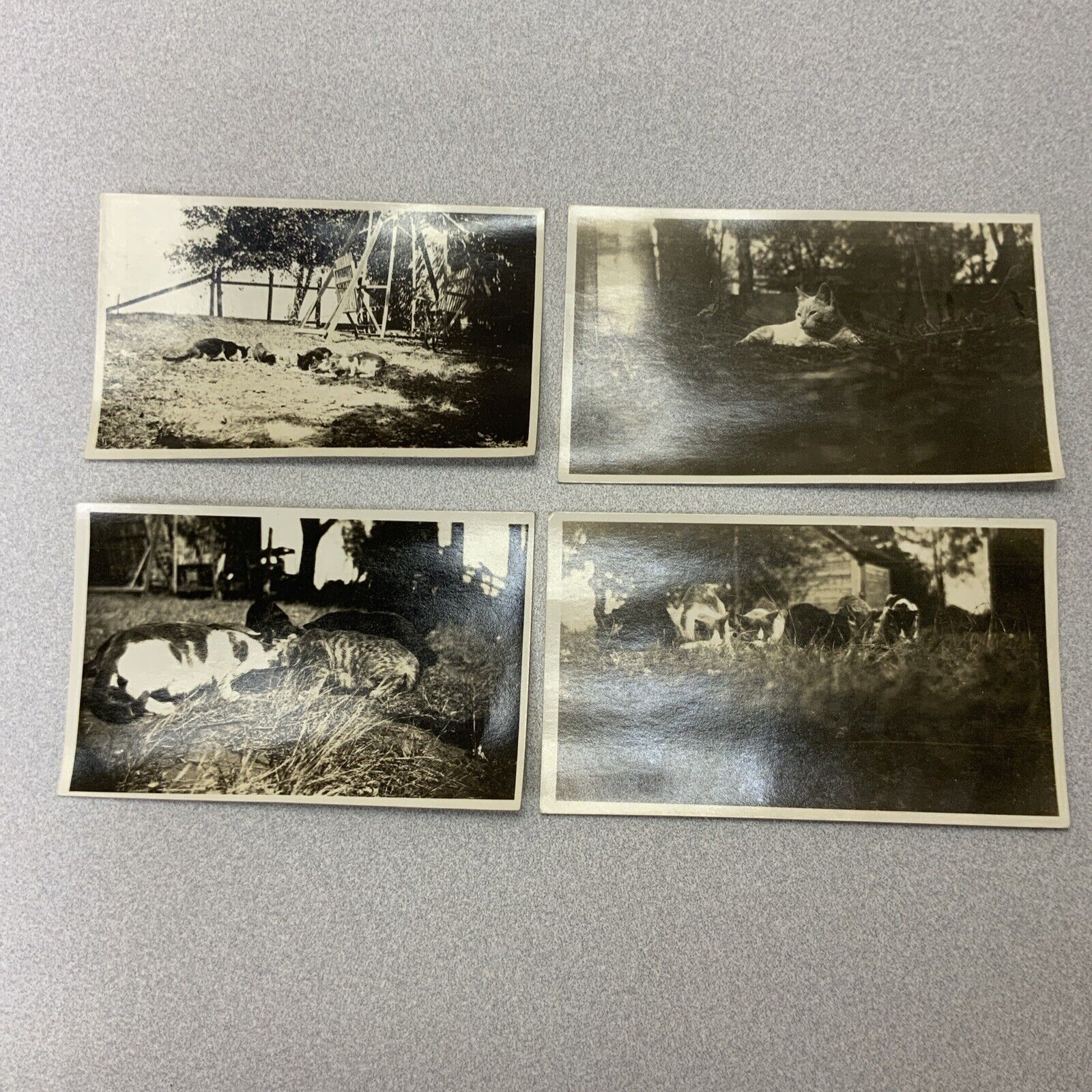 4 Great Antique Photos Of Barn/ Farm Cats. One Is Identified “Old Peck”