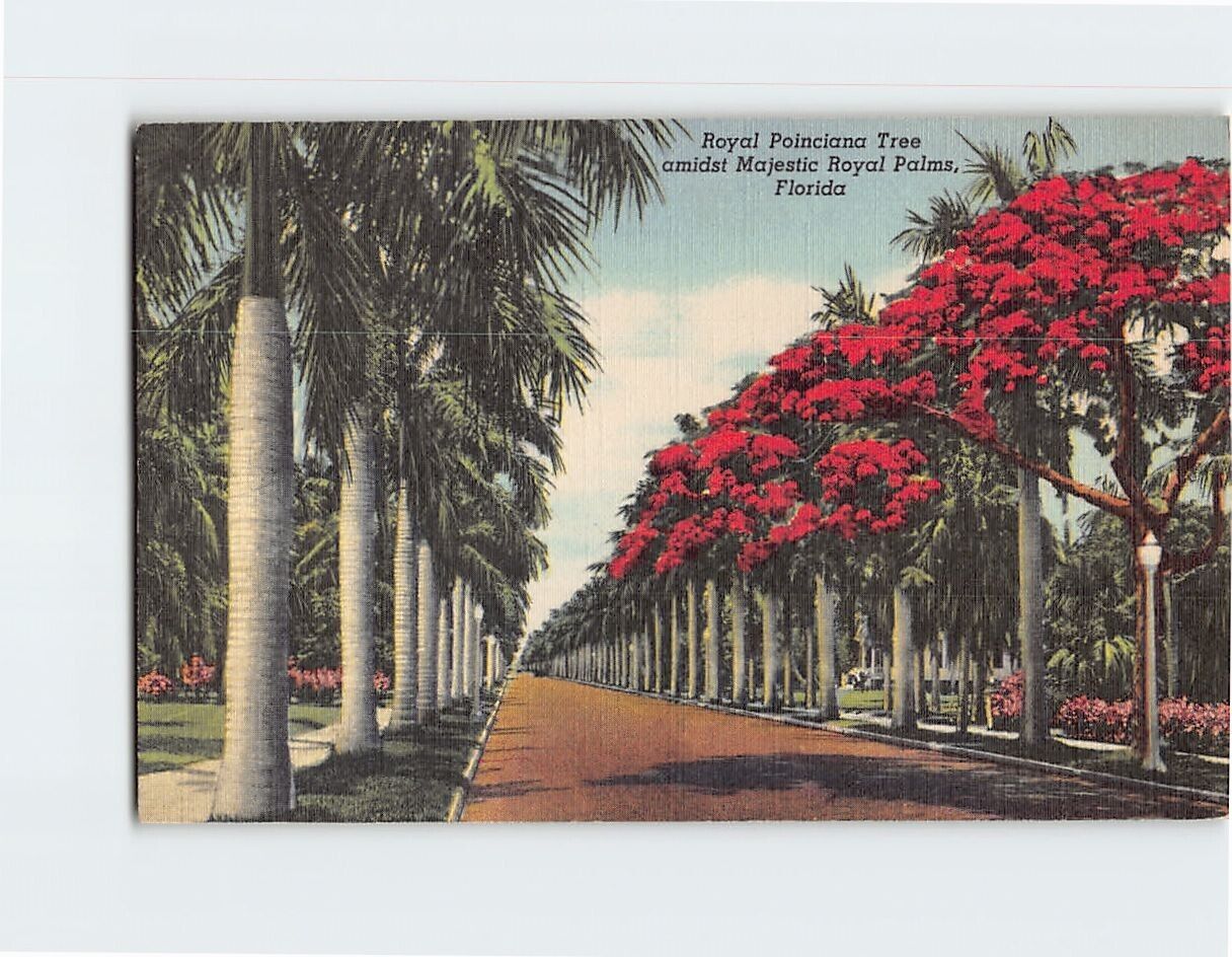 Postcard Royal Poinciana Tree amidst Majestic Royal Palms Florida USA