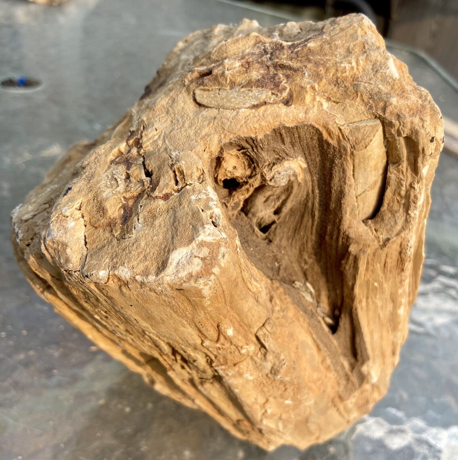 REMARKABLE* 14 LB Full Round Fossil Wood Log~Detailed Cat Face & Pocket Rot