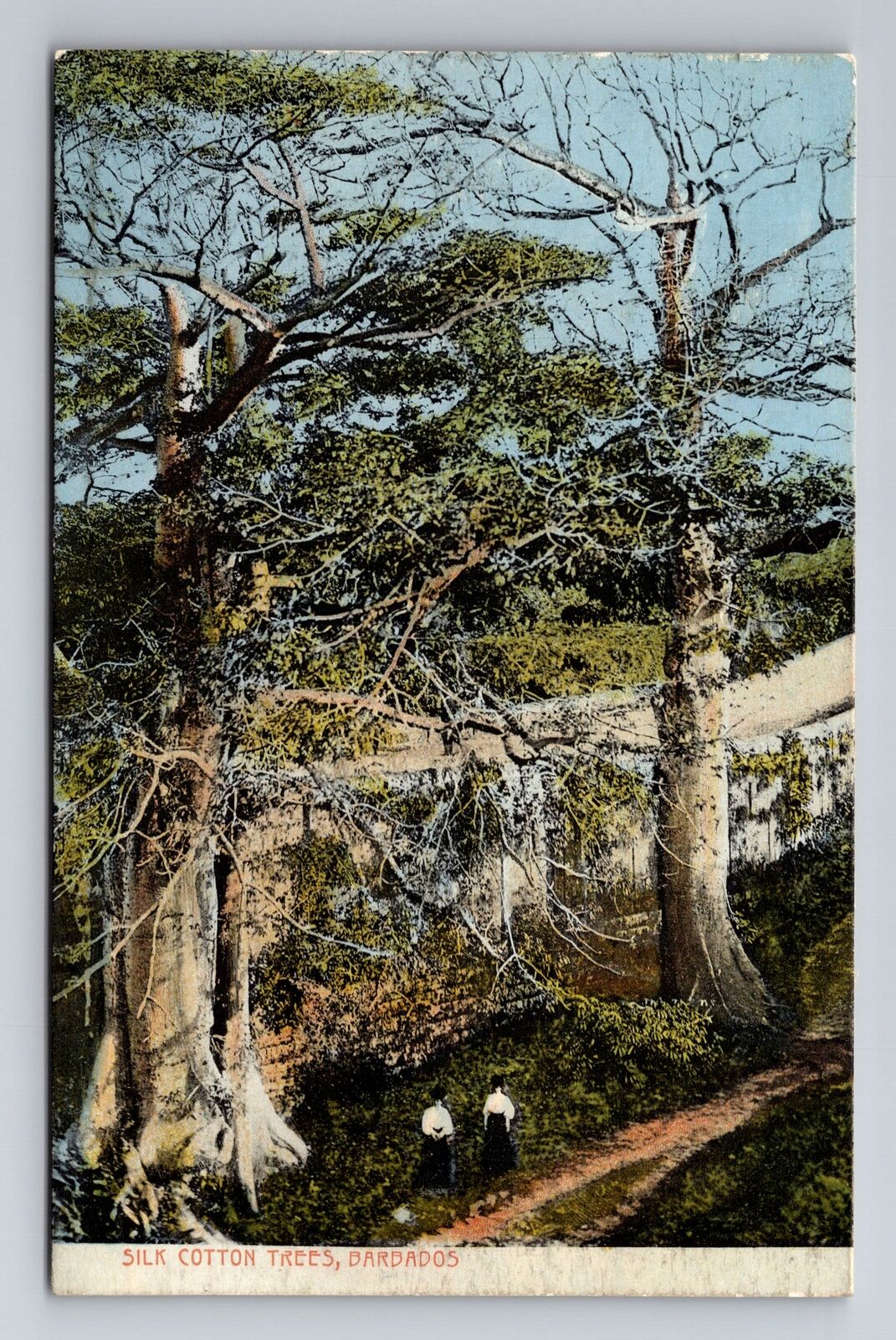 Barbados, Silk Cotton Trees, Antique Vintage Souvenir Postcard
