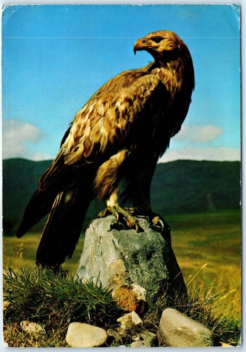 Postcard - Golden Eagle