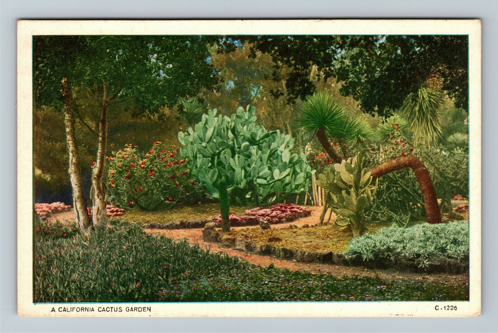 CA-California A Cactus Garden Vintage Souvenir Postcard