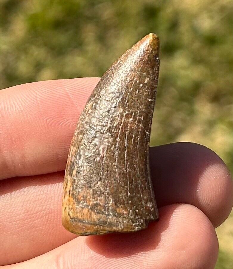 SUPERB Fossil Dinosaur Tooth from Niger Eocarcharia dinops Theropod Rare Teeth