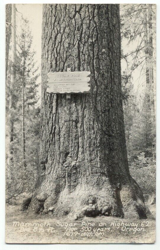 Mammoth Sugar Pine Tree Highway 62 Oregon 1940s RPPC Postcard