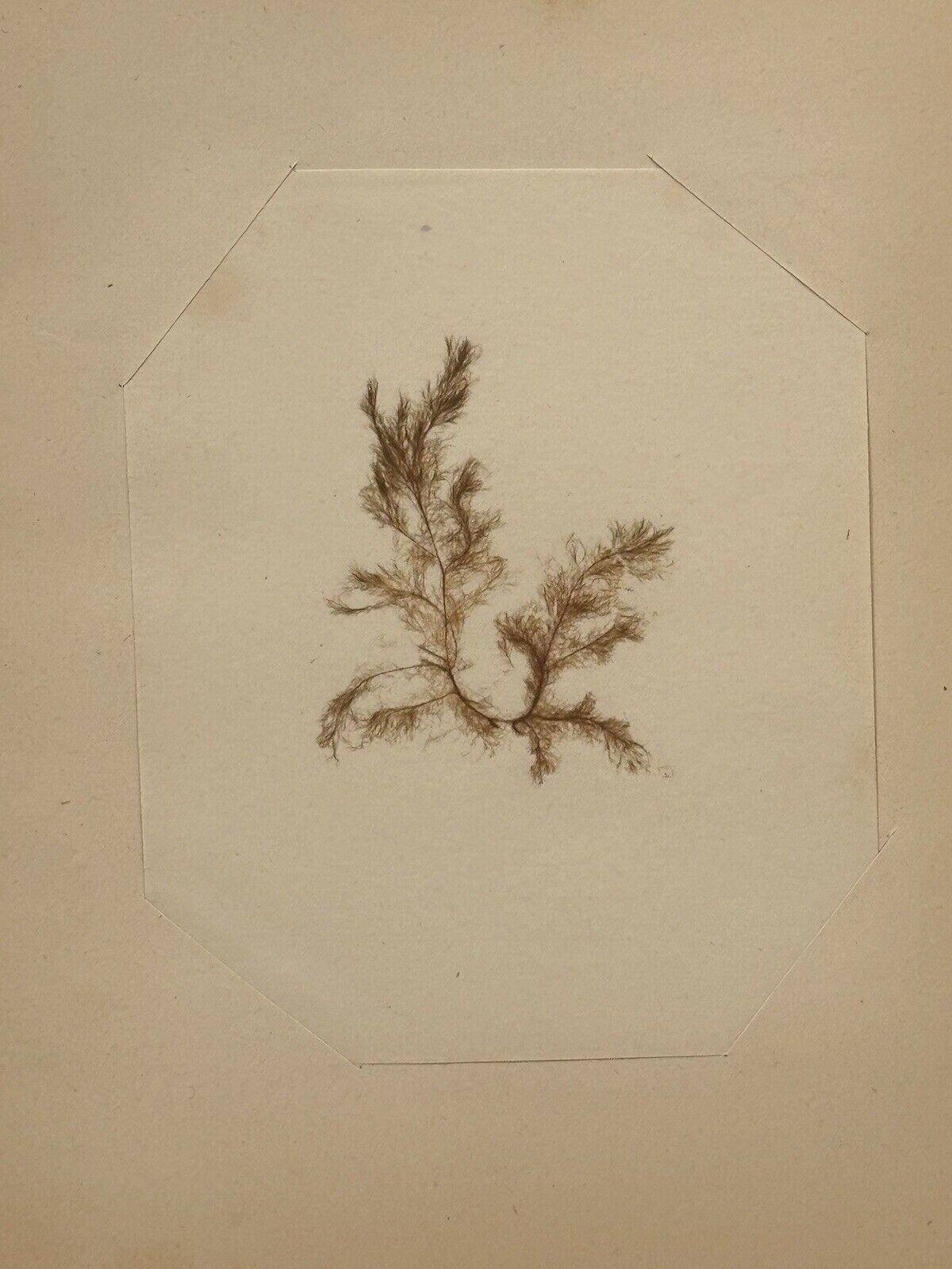 Antique Small Aquatic Botanical Specimen Notebook Page 6.5 X 8 Red Algae Seaweed