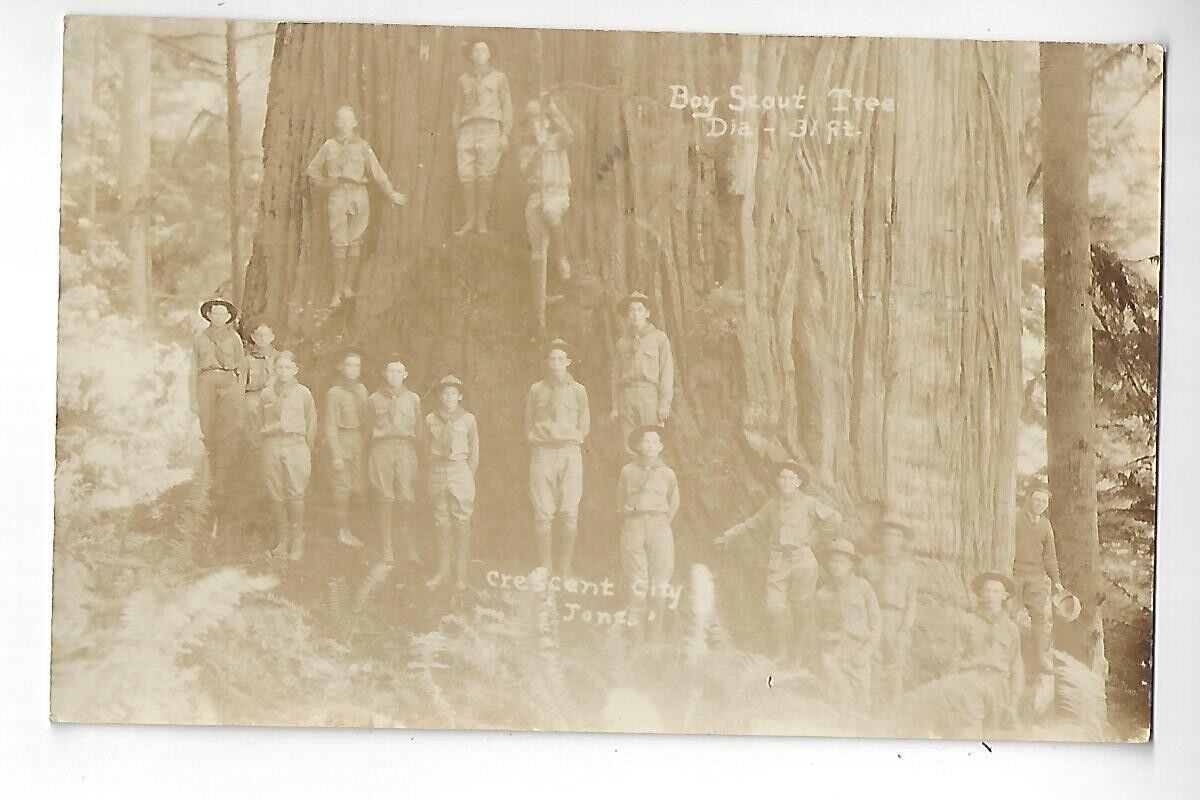 1932 Boy Scout Tree, Crescent City, California RPPC