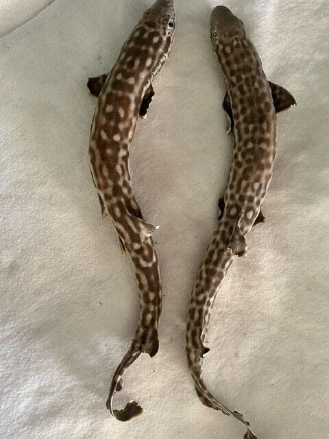 Vintage pair  Real BABY Shark RARE Specimen Taxidermy Wall Sculpture W/FREE SHIP