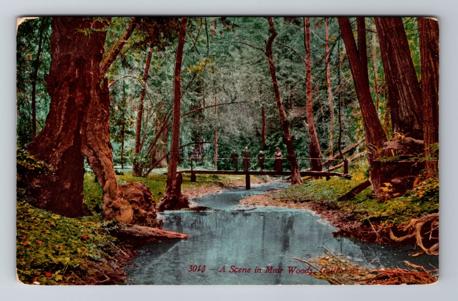 CA-California, A Scene In Muir Woods, Antique Vintage Souvenir Postcard
