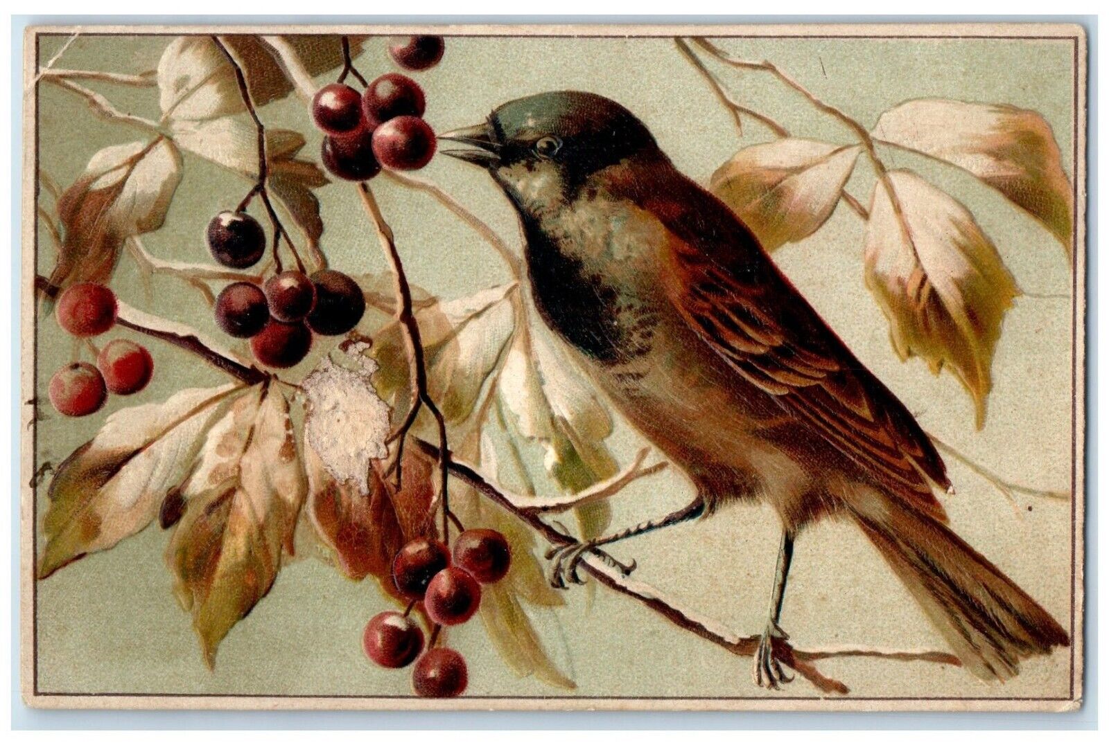 c1910's Song Bird Cherry Embossed Germany Unposted Antique Postcard