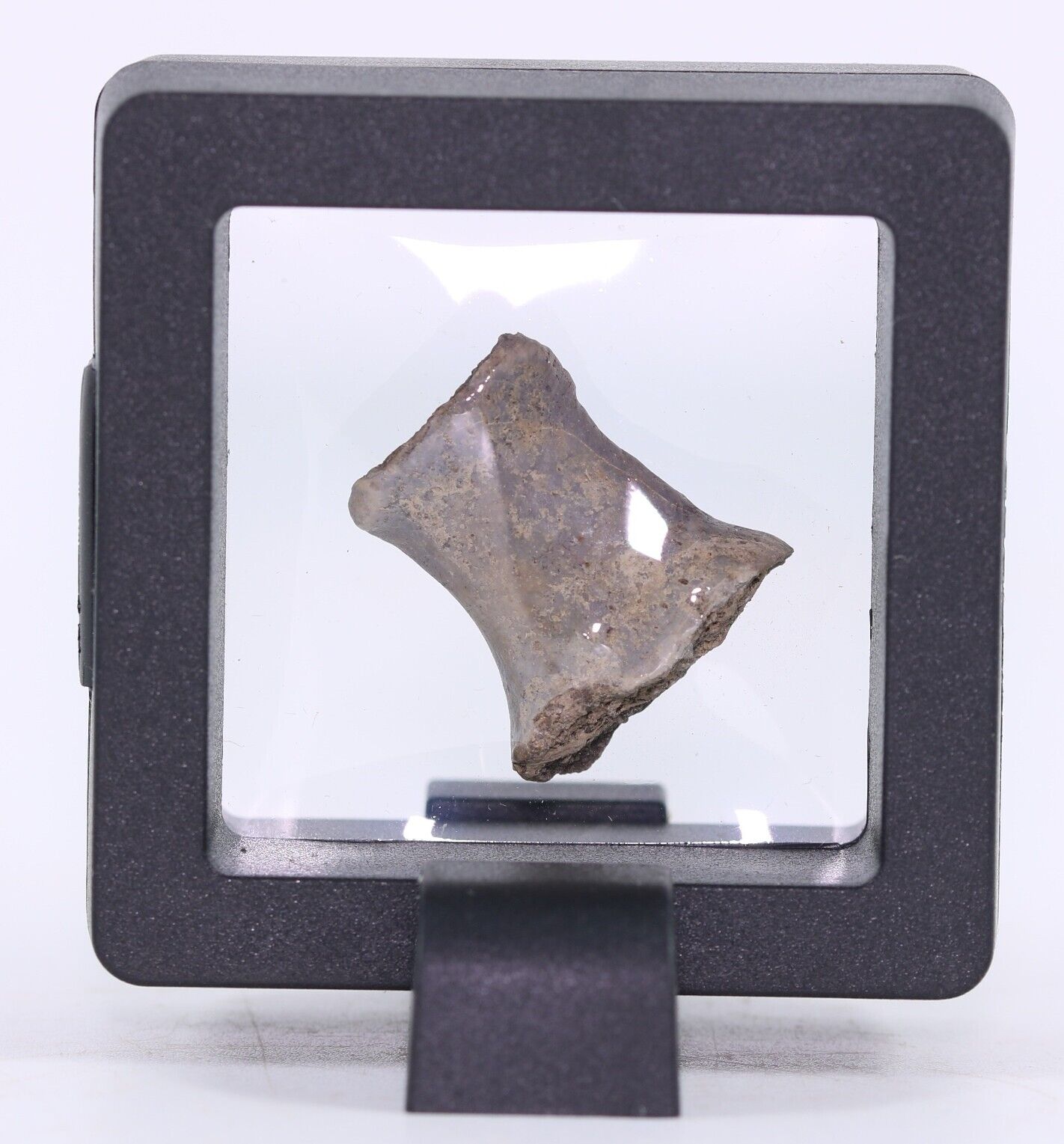 Dimetrodon Fossil Bone small but superb 19mm Permian Texas Red Beds TX COA 5877