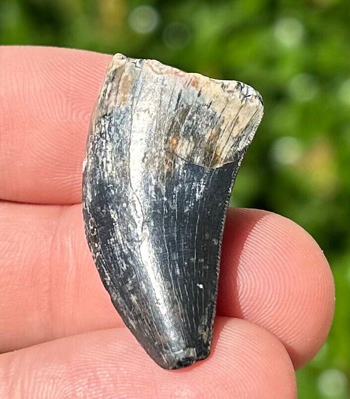 SUPERB Fossil Dinosaur Tooth from Niger Eocarcharia dinops Theropod Serrated