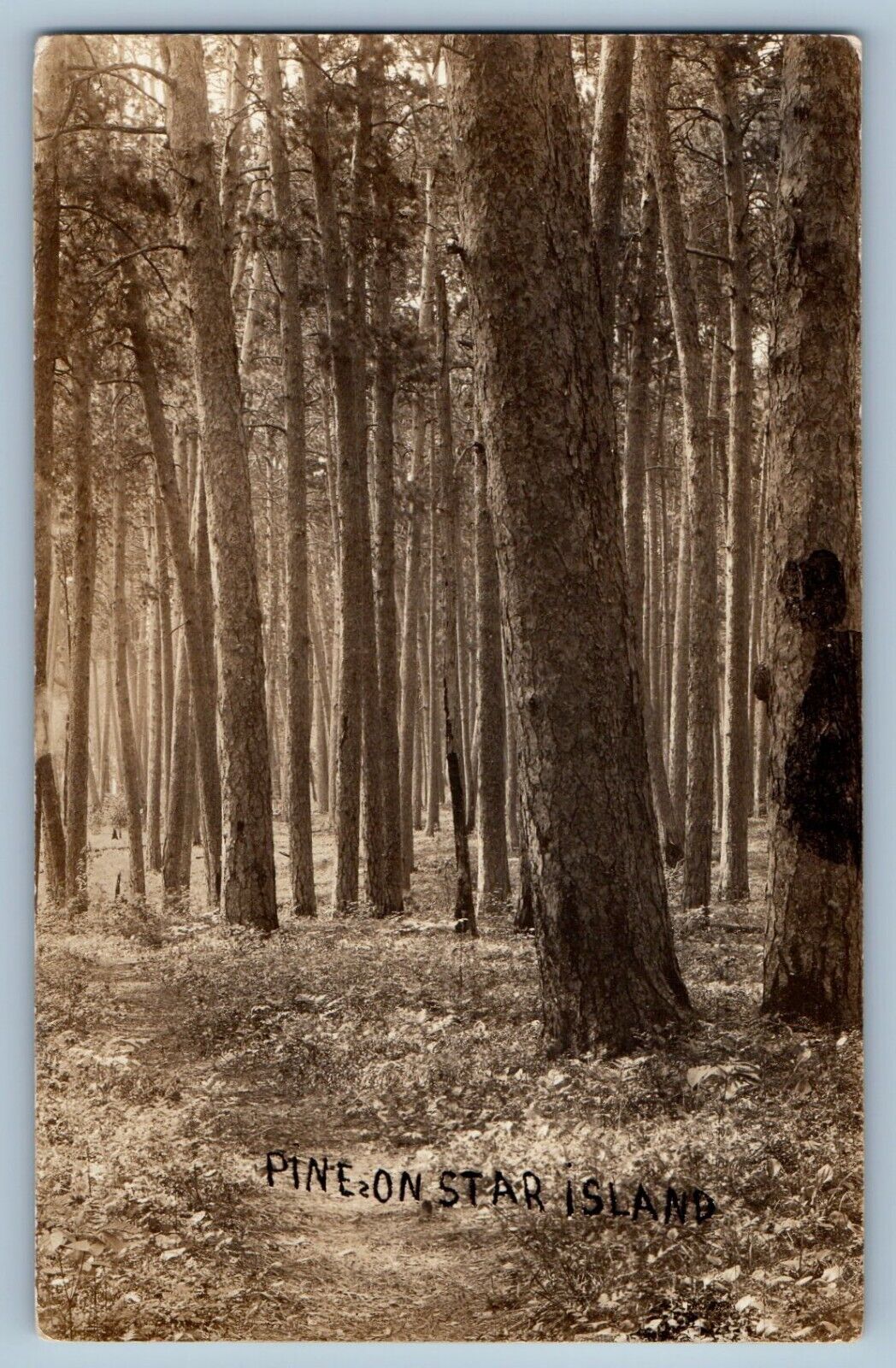 Cass Lake Minnesota MN Postcard RPPC Photo Pine On Star Island c1910\'s Antique
