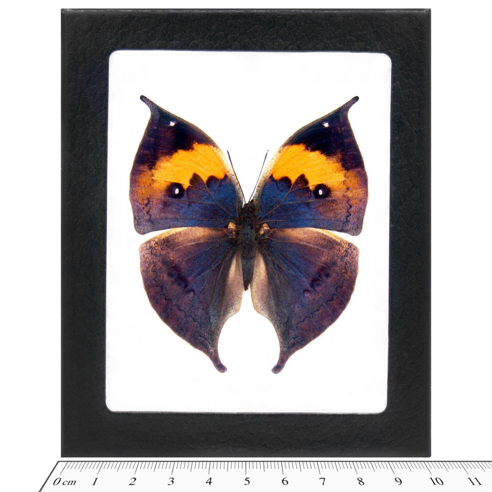 Kallima inachis REAL FRAMED BUTTERFLY LEAF MIMIC BLUE GREEN CHINA
