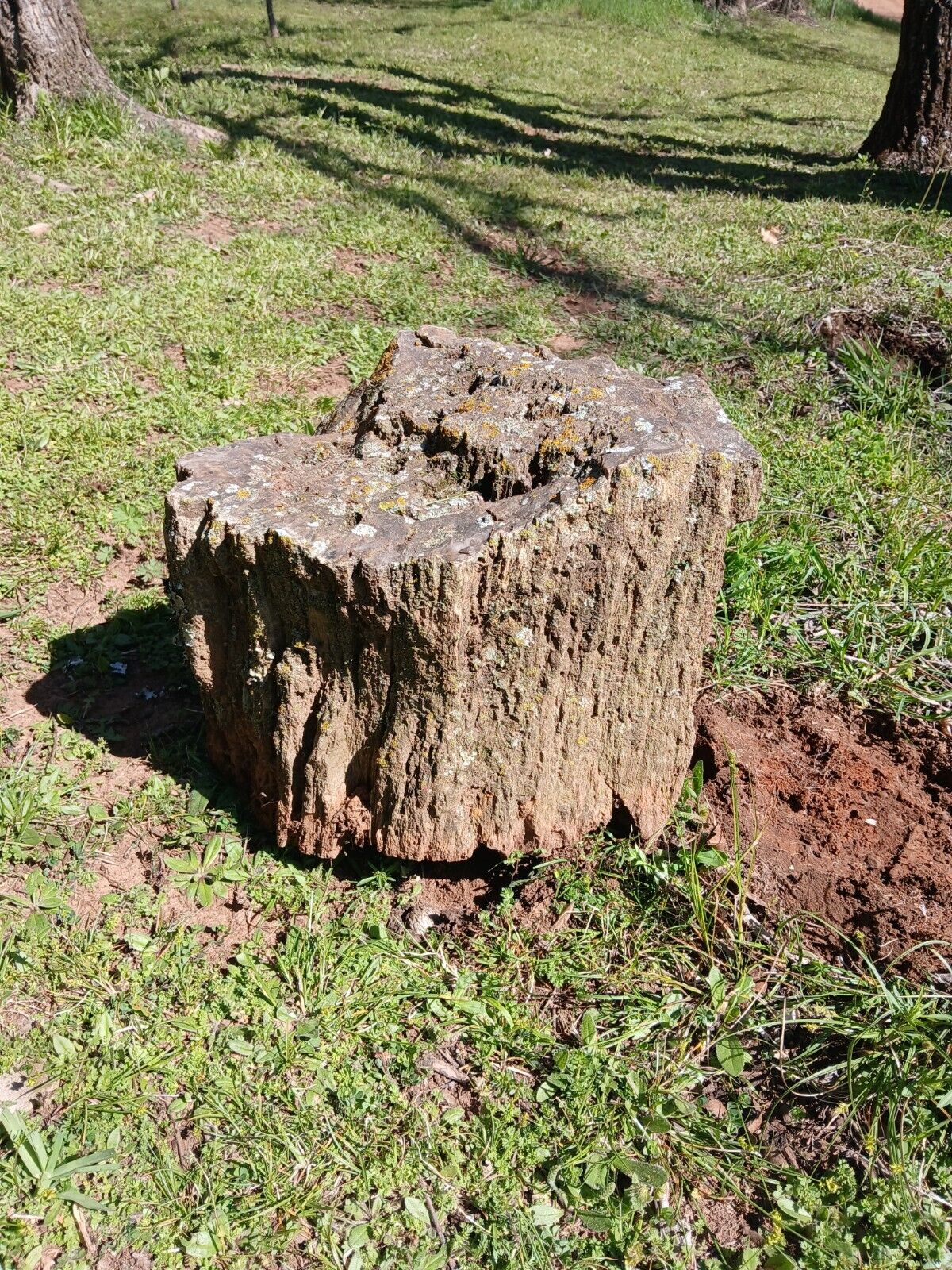 Large Petrified Log