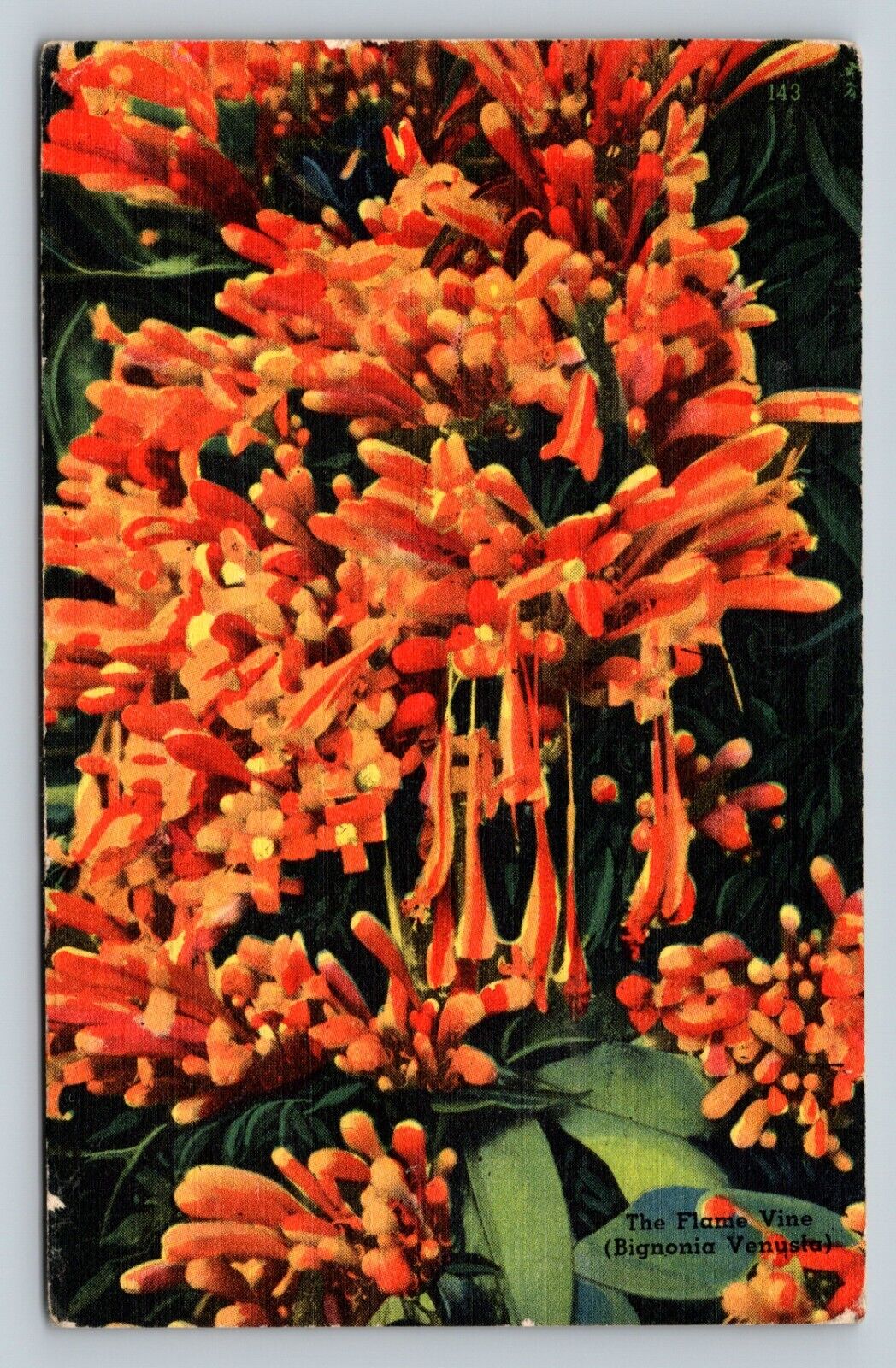 c1955 The Flame Vine in Florida Vintage Postcard 1131