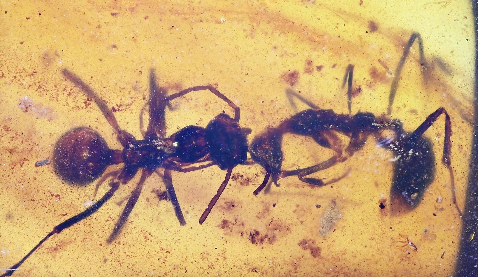 Ants Helping each other out of resin), inclusion in Burmese Amber