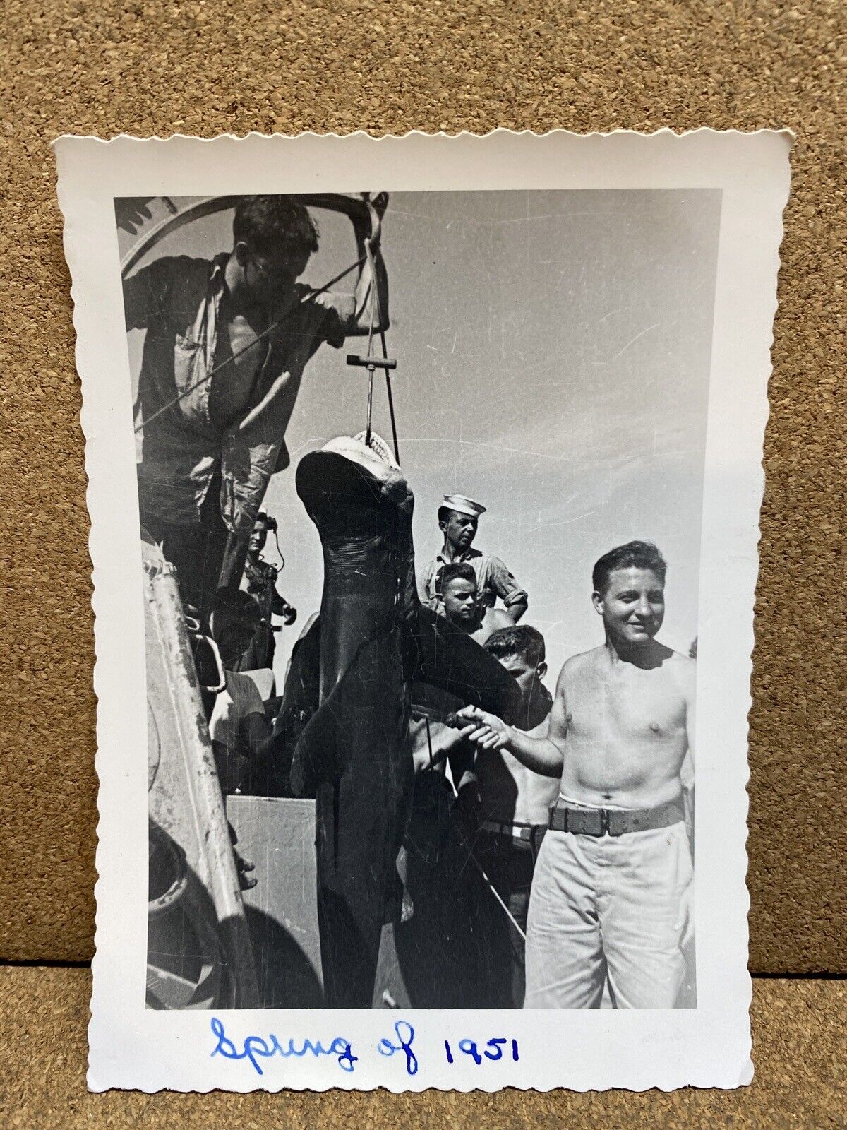 Vintage 1951 Photo Military Naval Sailors Catch Shark on Ship