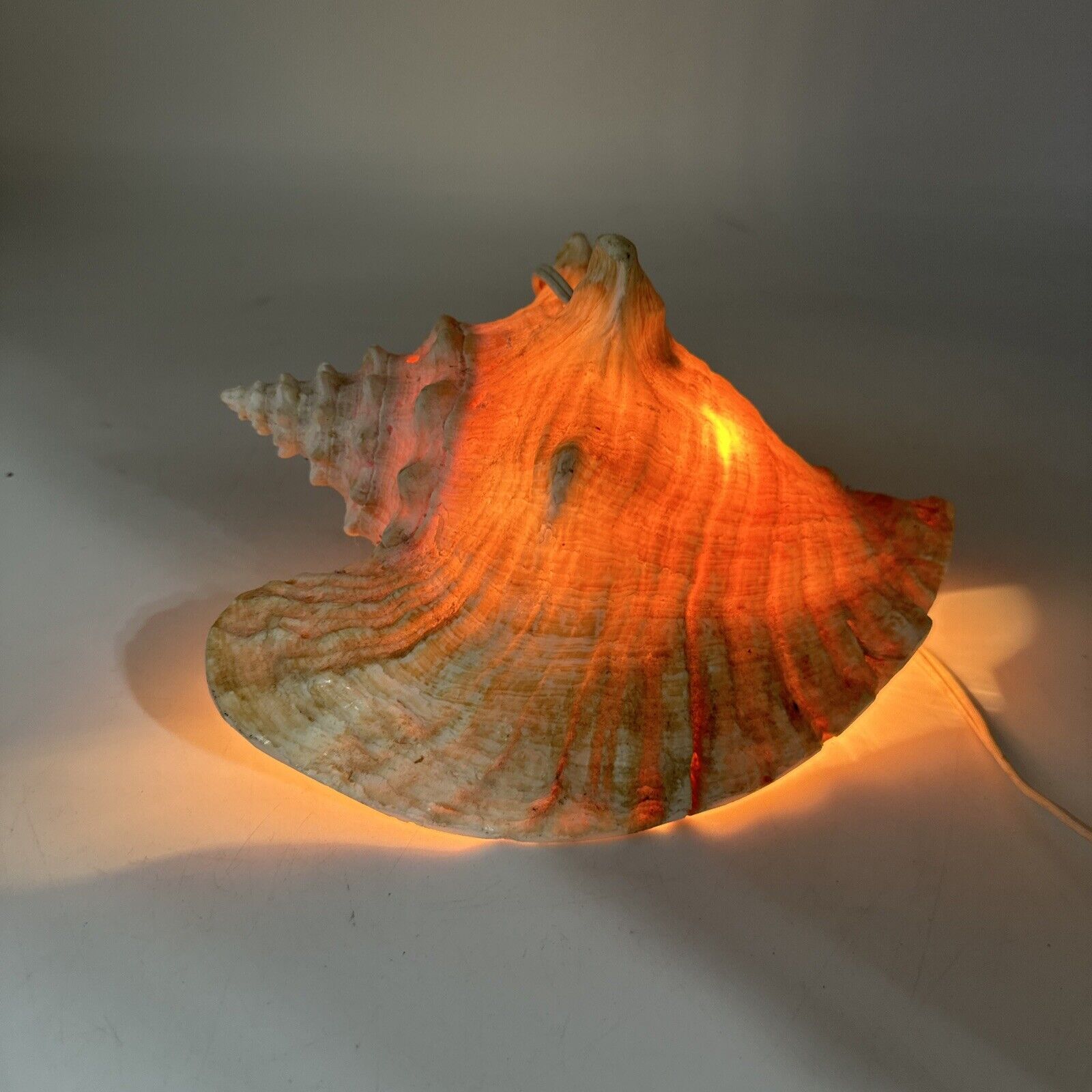 Large Natural Conch Seashell 8”X 8” Beach  Ocean Shell Decor W/light  Inside
