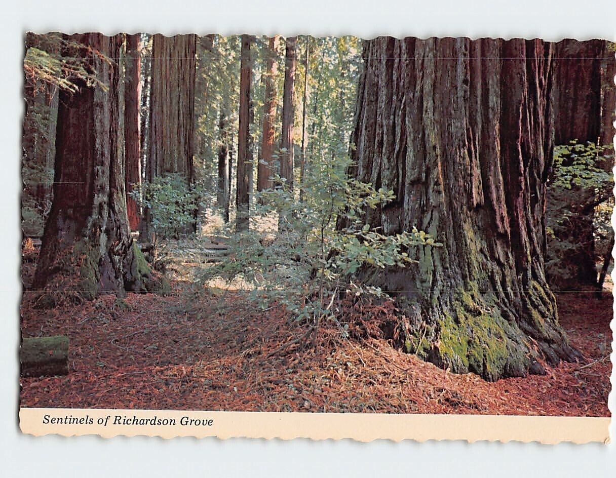 Postcard Sentinels of Richardson Grove, California