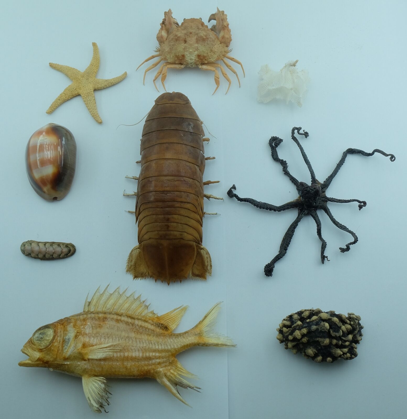  Assorted Marine Life