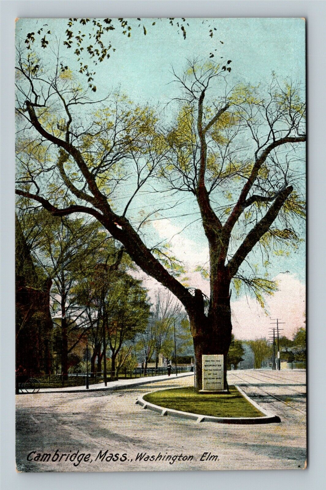 Washington Elm, Cambridge Massachusetts Vintage Postcard