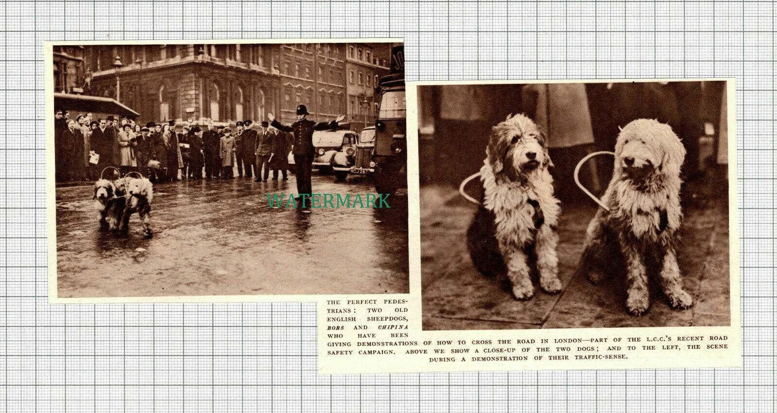 C2354) London Road Safety Old English Sheepdogs Bobs & Chipina - 1947 Clip