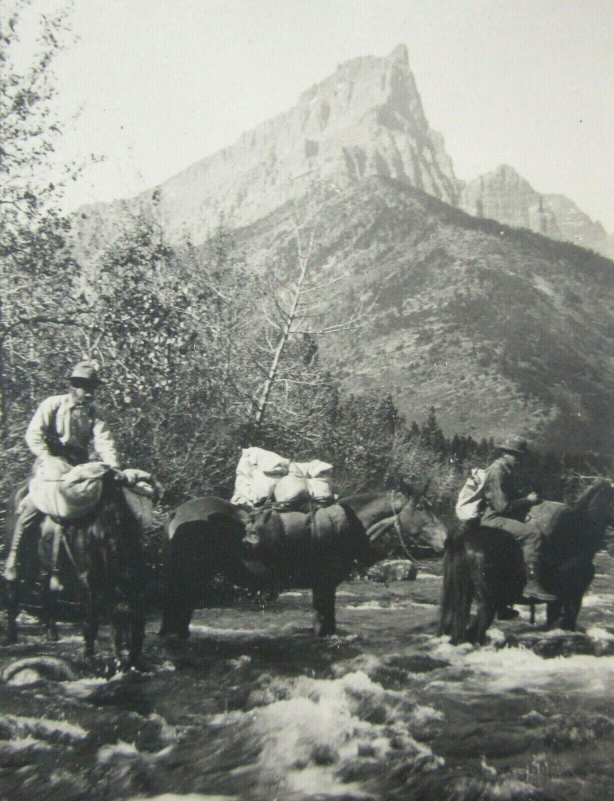 RPPC Pack Horses Crossing Ross Creek Montana (?) Real Photo Postcard 1910\'s