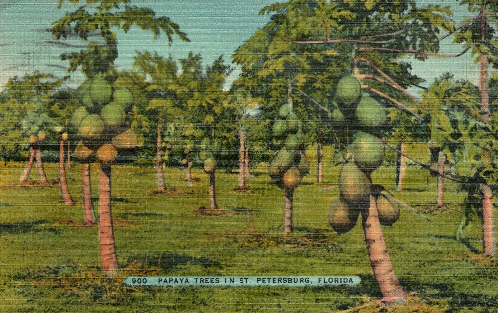 Vintage Postcard 1944 Papaya Trees in St. Petersburg FL Florida