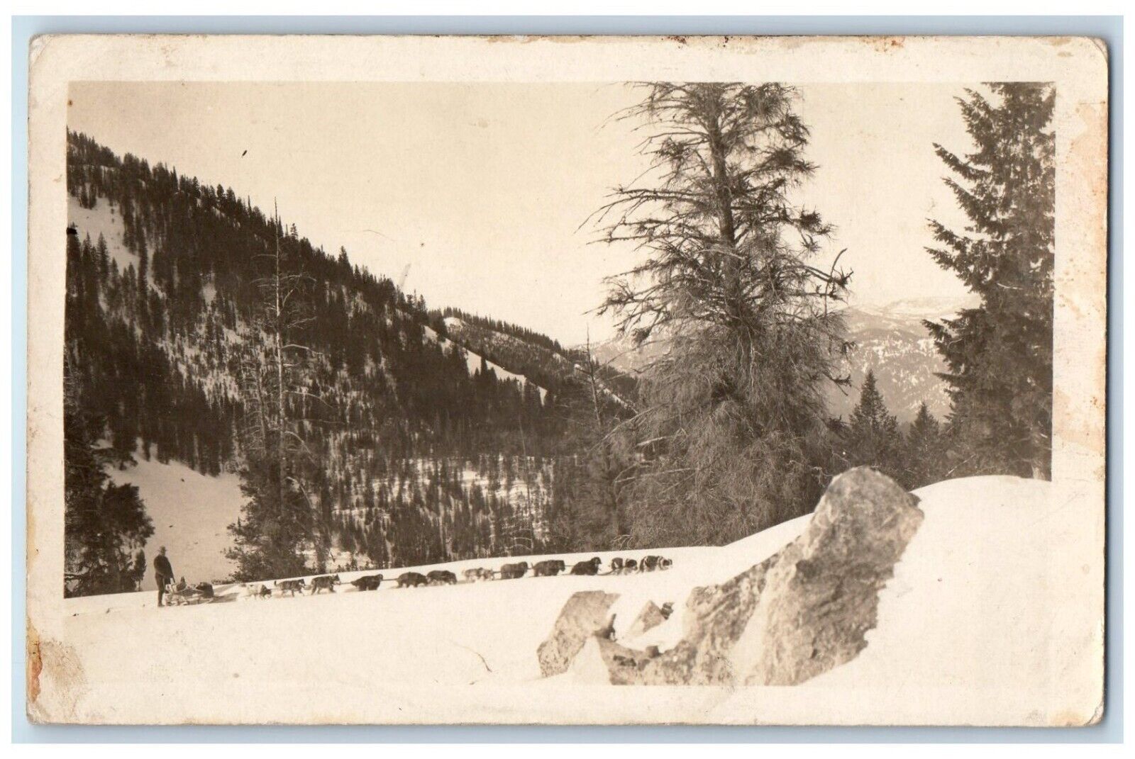 c1920\'s Candid Dog Sled Team Mountains Snow Evergreen Trees RPPC Photo Postcard