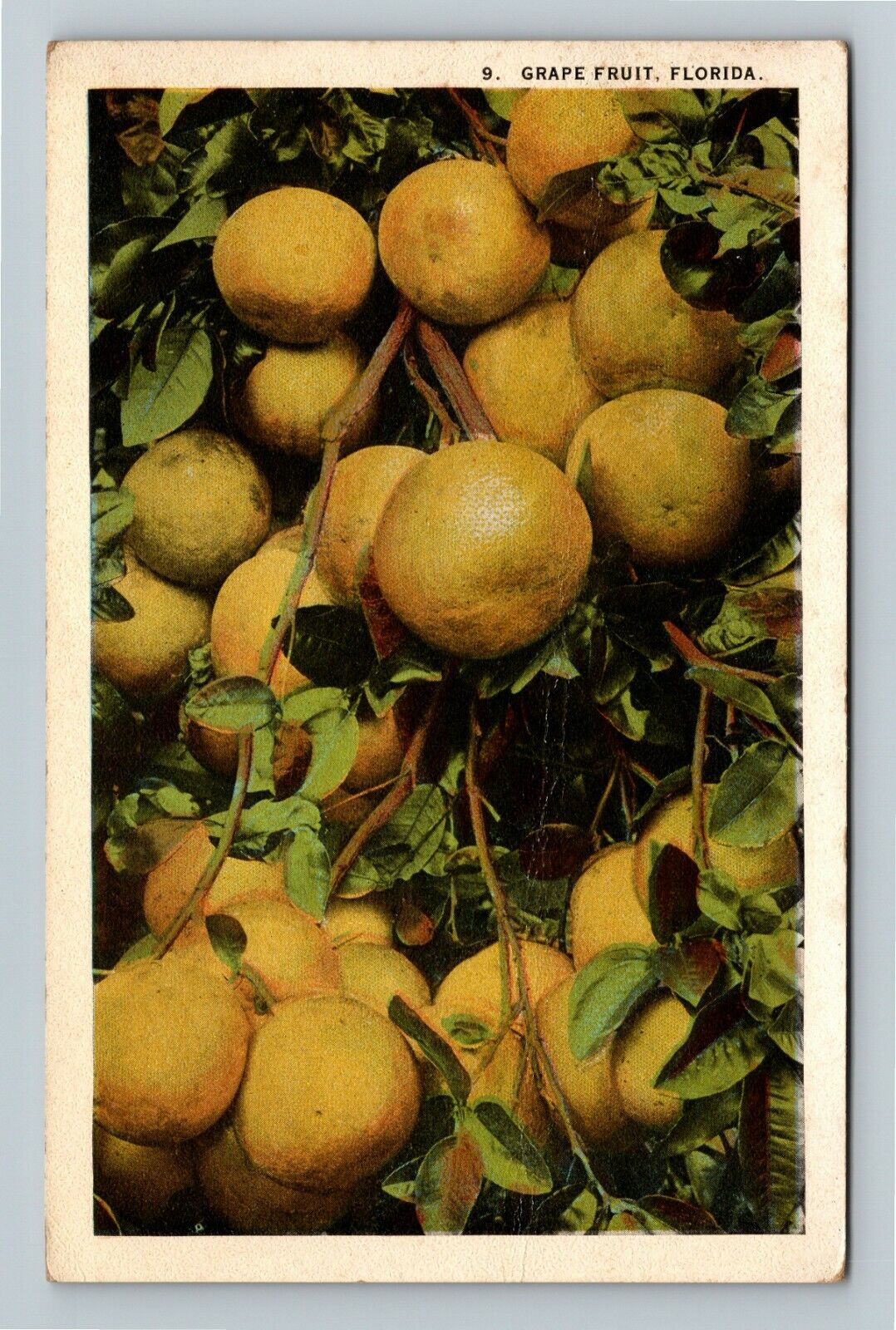 FL-Florida, Grape Fruit Growing Vintage Souvenir Postcard
