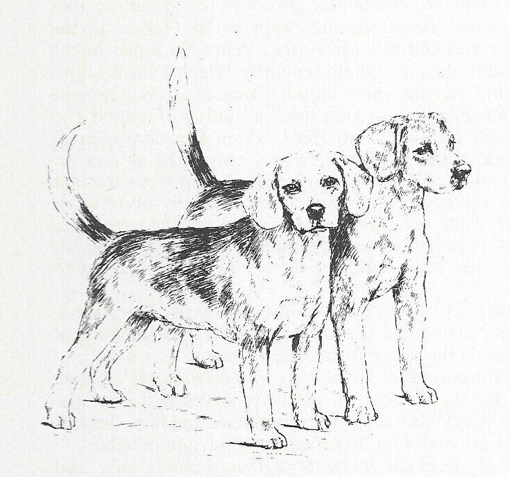 Beagle #2 - CUSTOM MATTED - 1963 Vintage Dog Art Print 0507 CLD