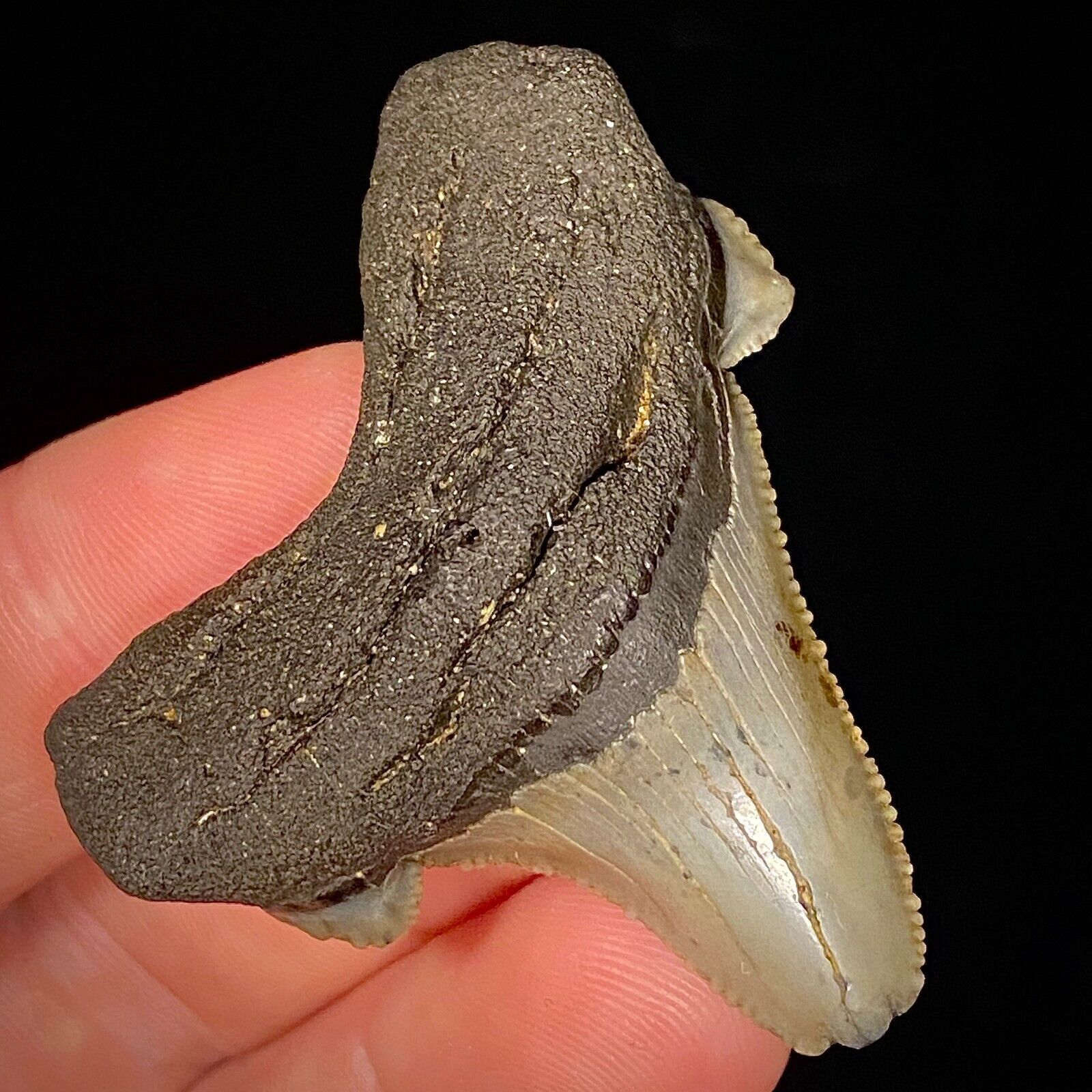 Ancestral Megalodon Shark Tooth (Otodus angustidens) 1.92\