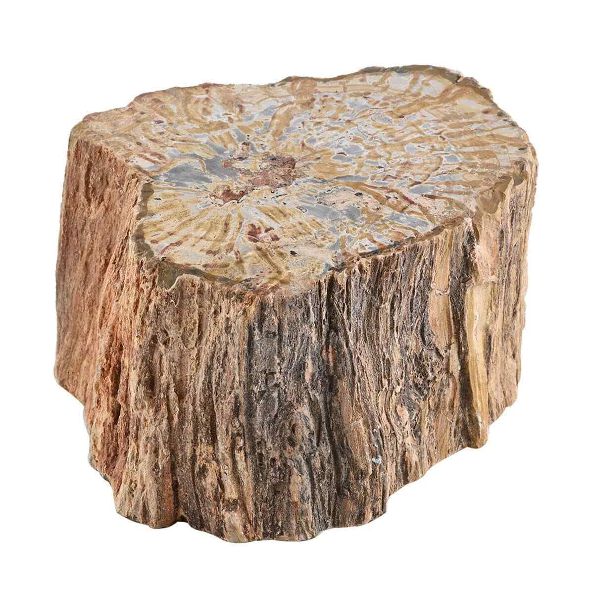 Petrified Wood Brown Home Indoor Decoration Branches-L Approx. Ct 7171