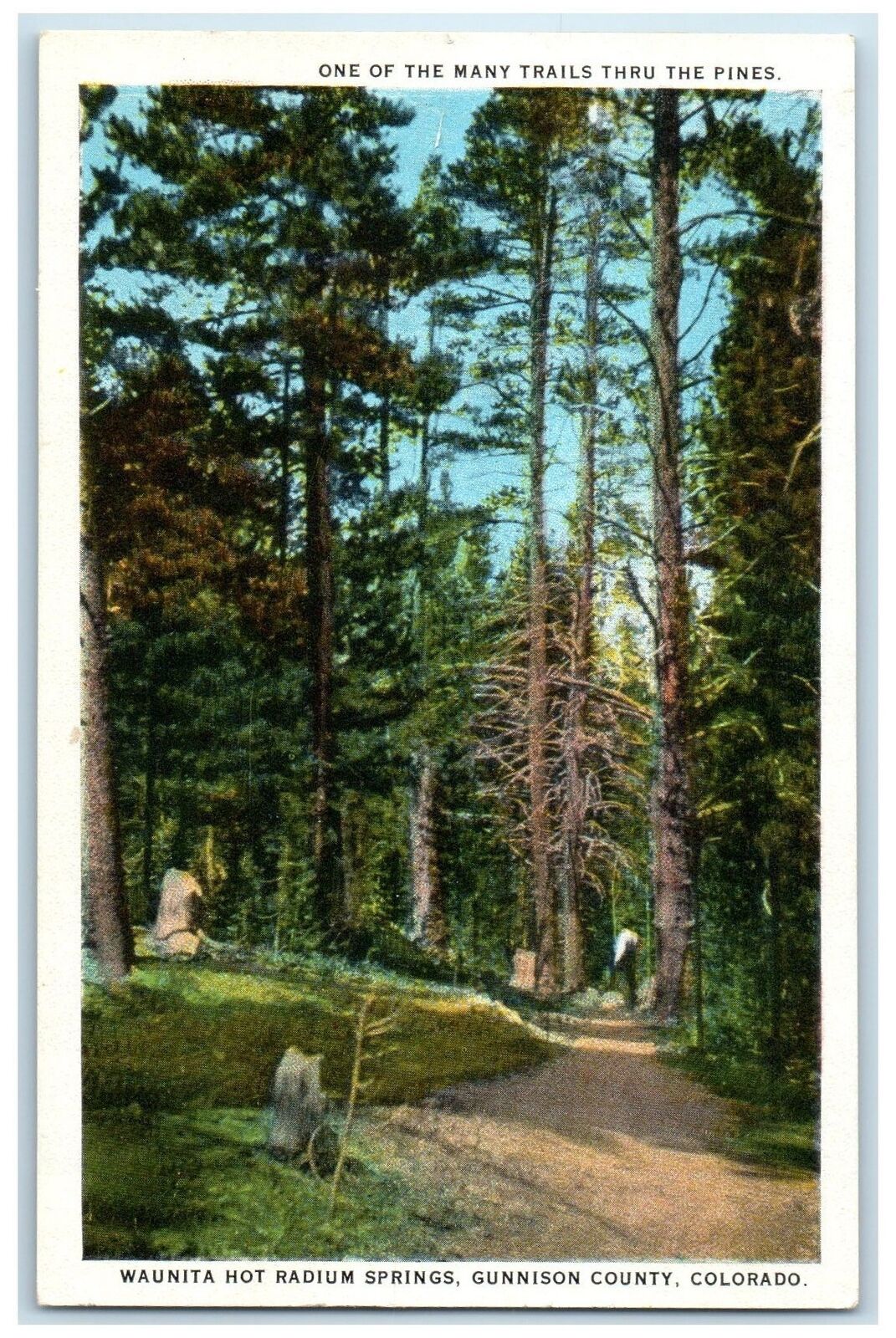 c1920 Waunita Hot Radium Springs Trails Pines Gunnison County Colorado Postcard