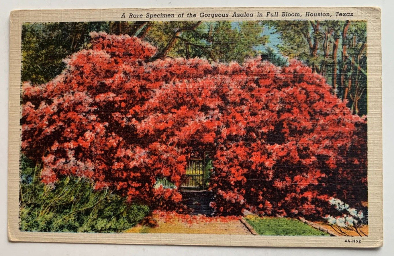 c 1934 TX Postcard Houston Texas Rare Specimen Gorgeous Azaleas in Bloom flowers