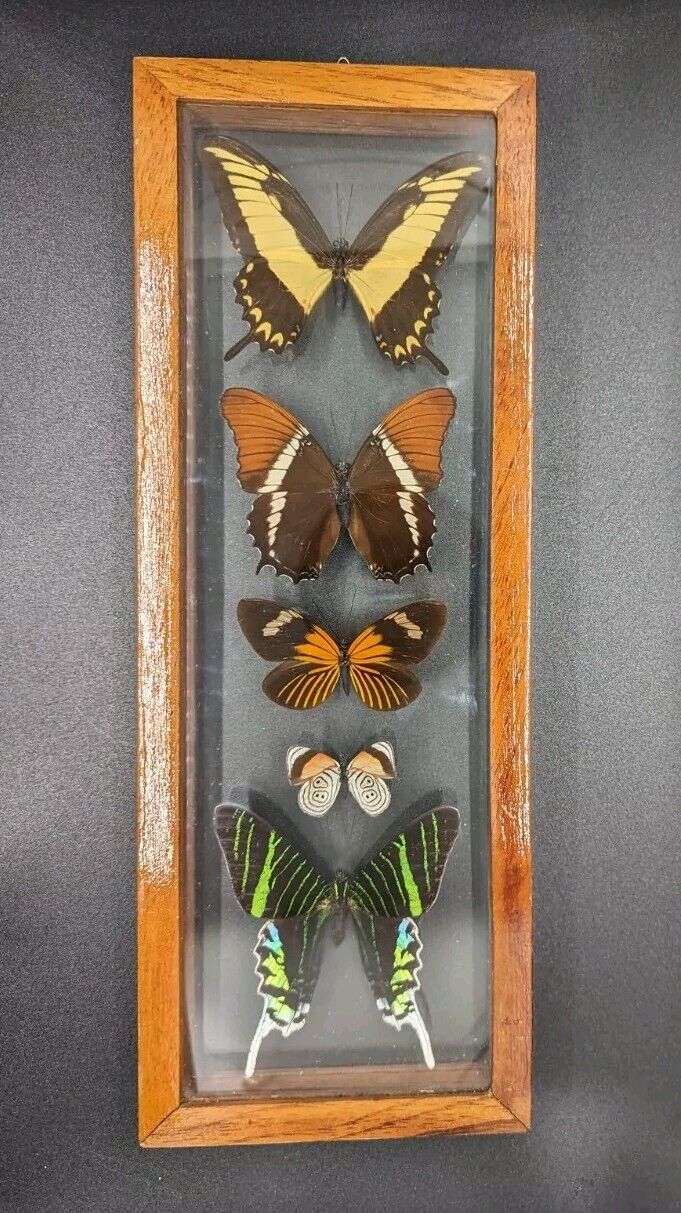 Vintage 5 Real Butterflies Mounted Taxidermy Double Pained Glass Wood Frame 