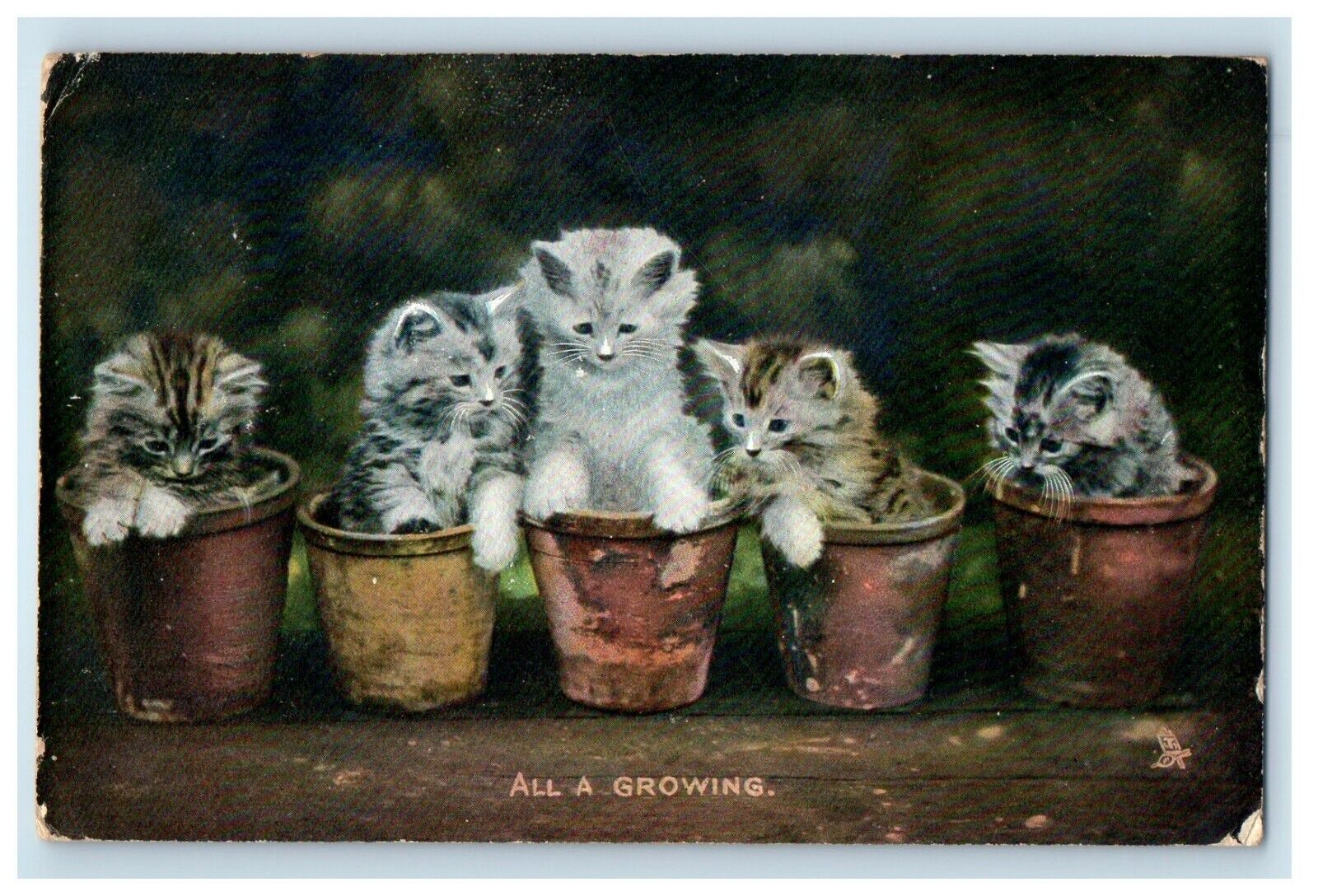 1909 Two Cute Cats Kittens Tuck Flower Pots Animal Life Perry Maine Postcard