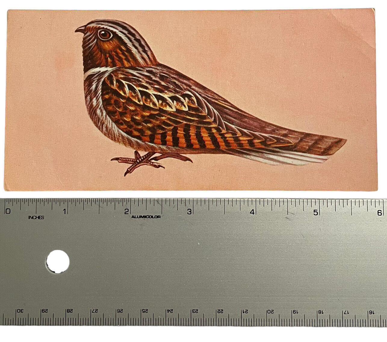 Vintage Bird Illustration Identification Card Whip-Poor-Will 1962 Gelles Widmer