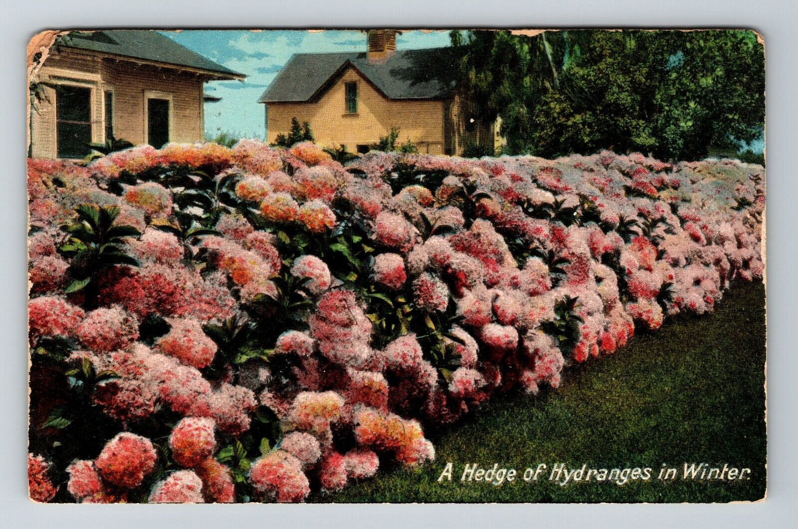 A Hedge Of Hydranges In Winter Vintage Souvenir Postcard