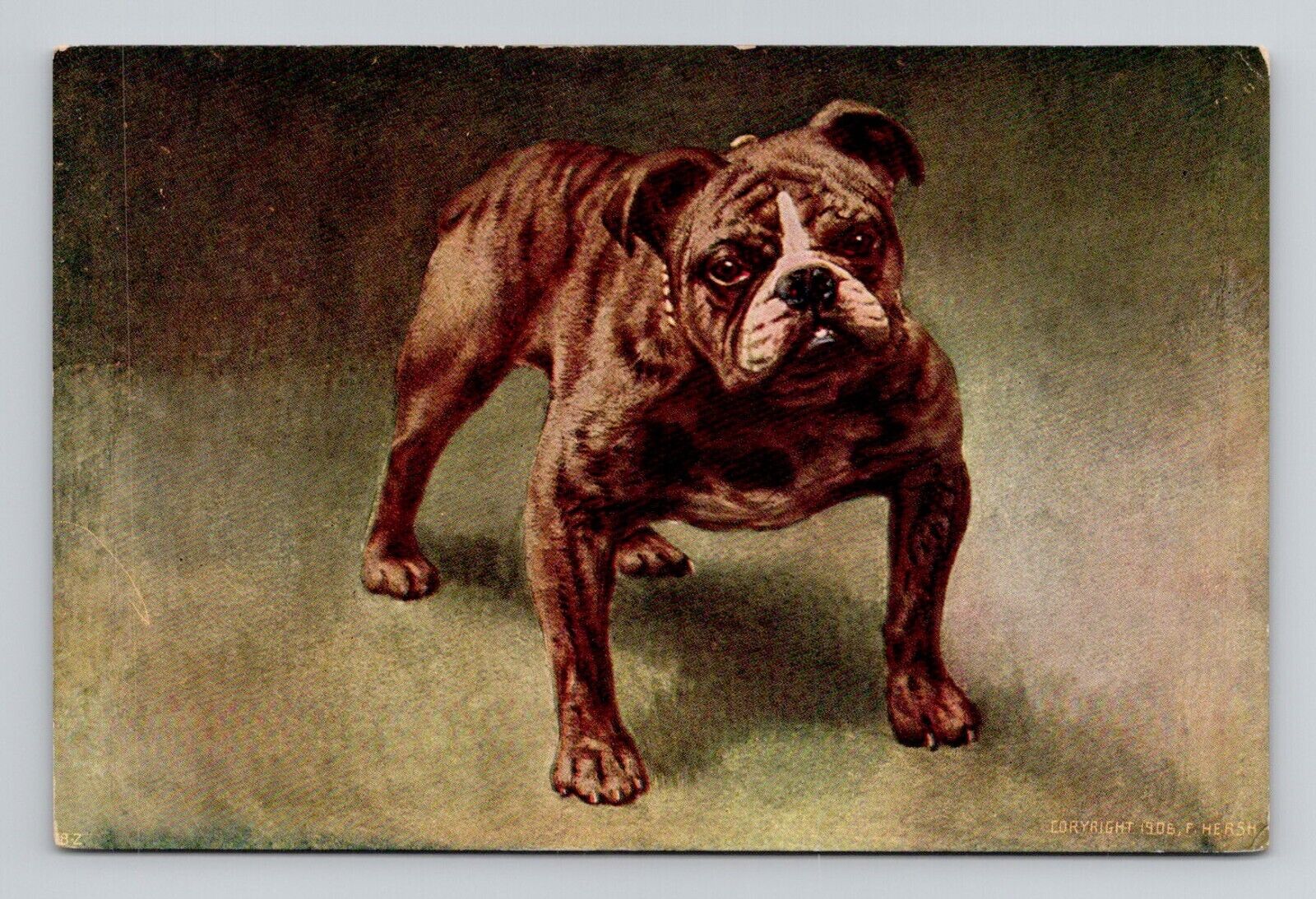 Postcard Bull Dog, Antique C6