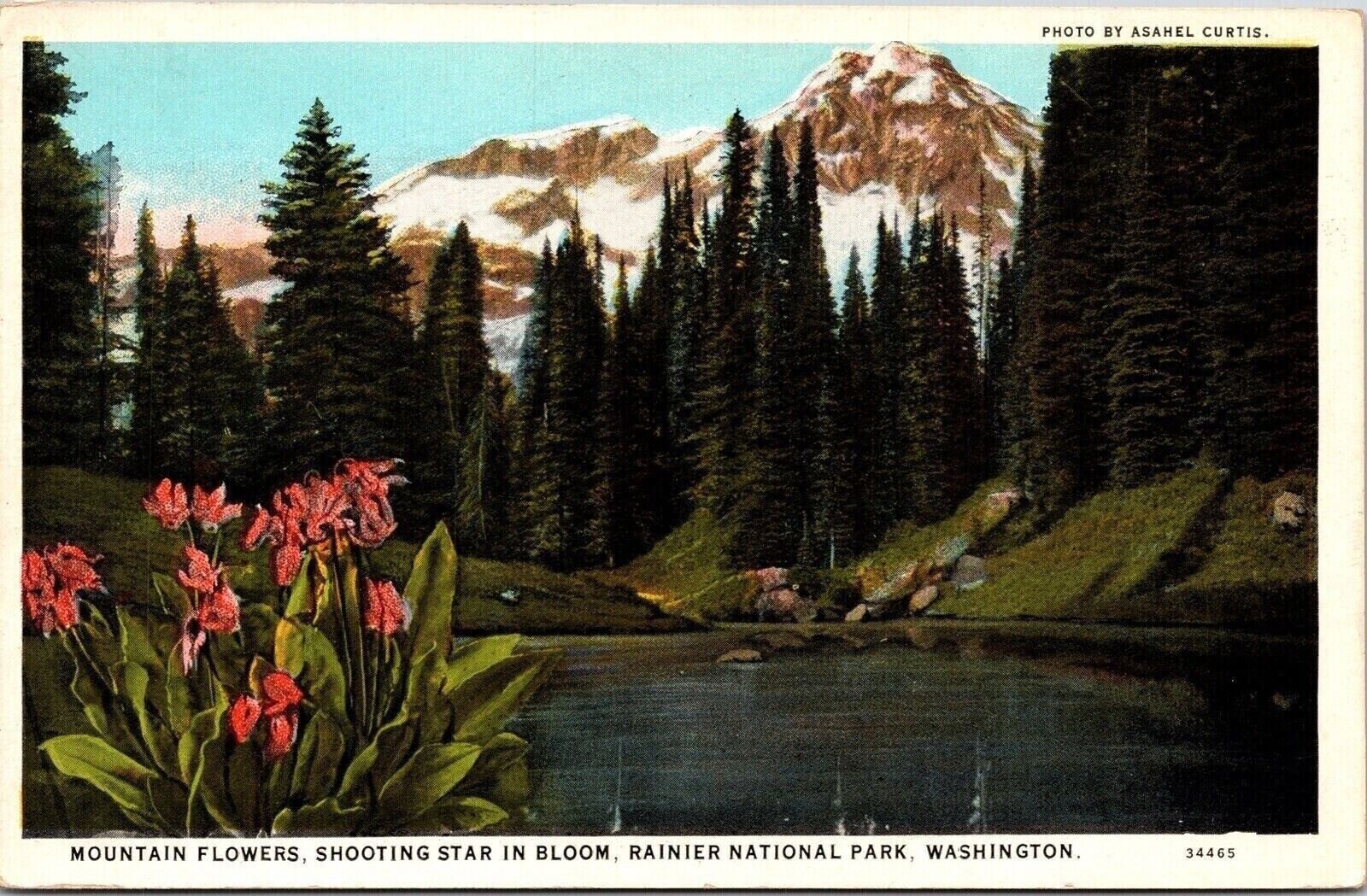 Mount Rainier National Park Washington Scenic Flowers Blooming WB Postcard