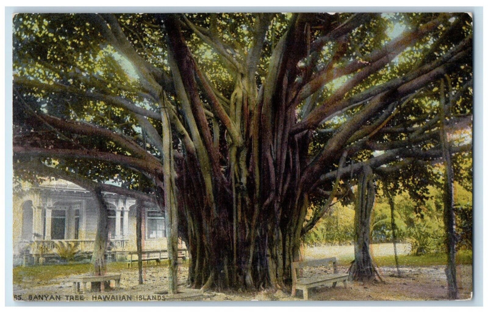 Honolulu Hawaii HI Postcard Banyan Tree Hawaiian Islands Exterior c1910 Vintage