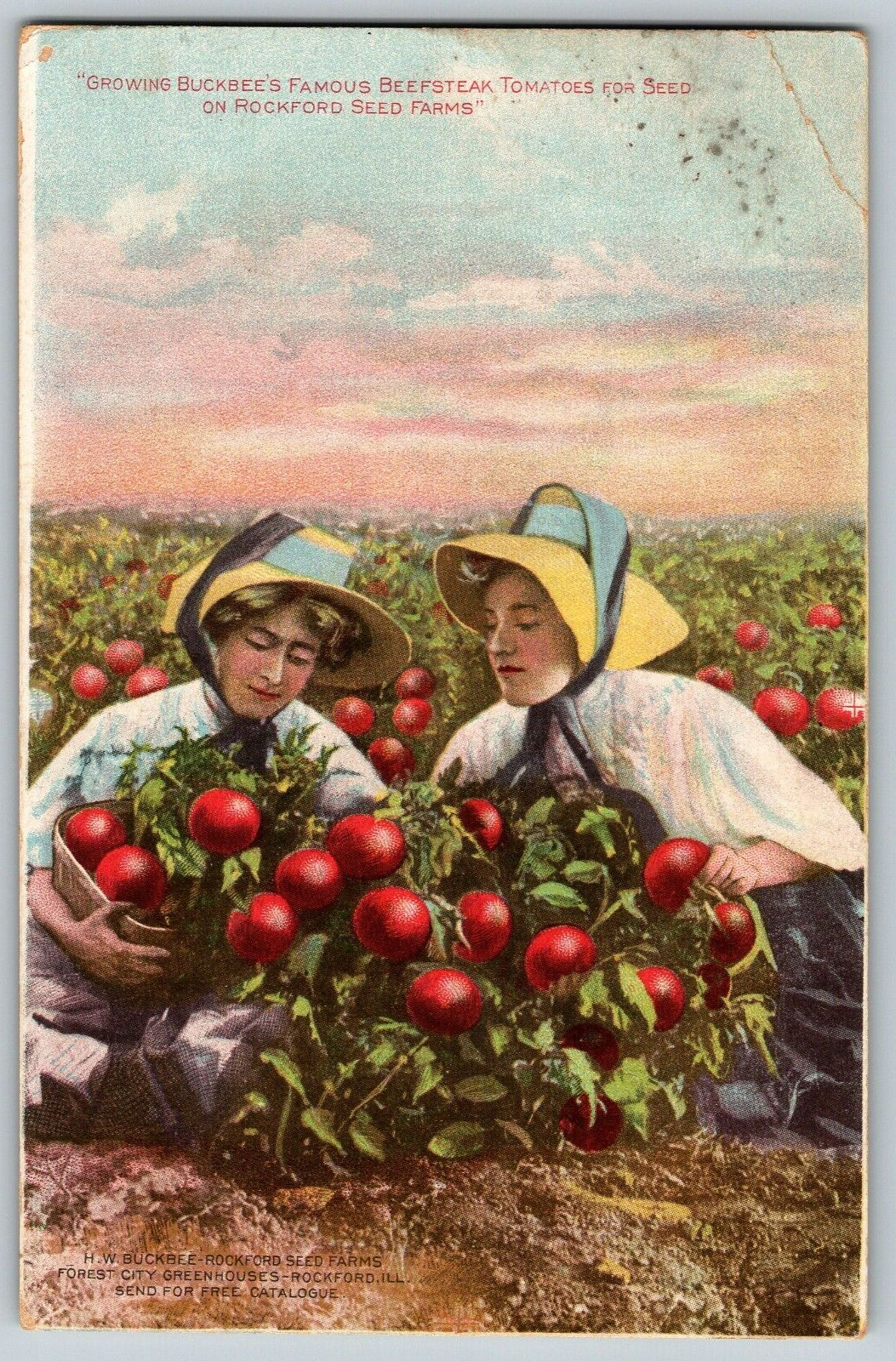 Growing Buckbee\'s Famous Beefsteak Tomatoes, Seed, Rock Farm - Vintage Postcard