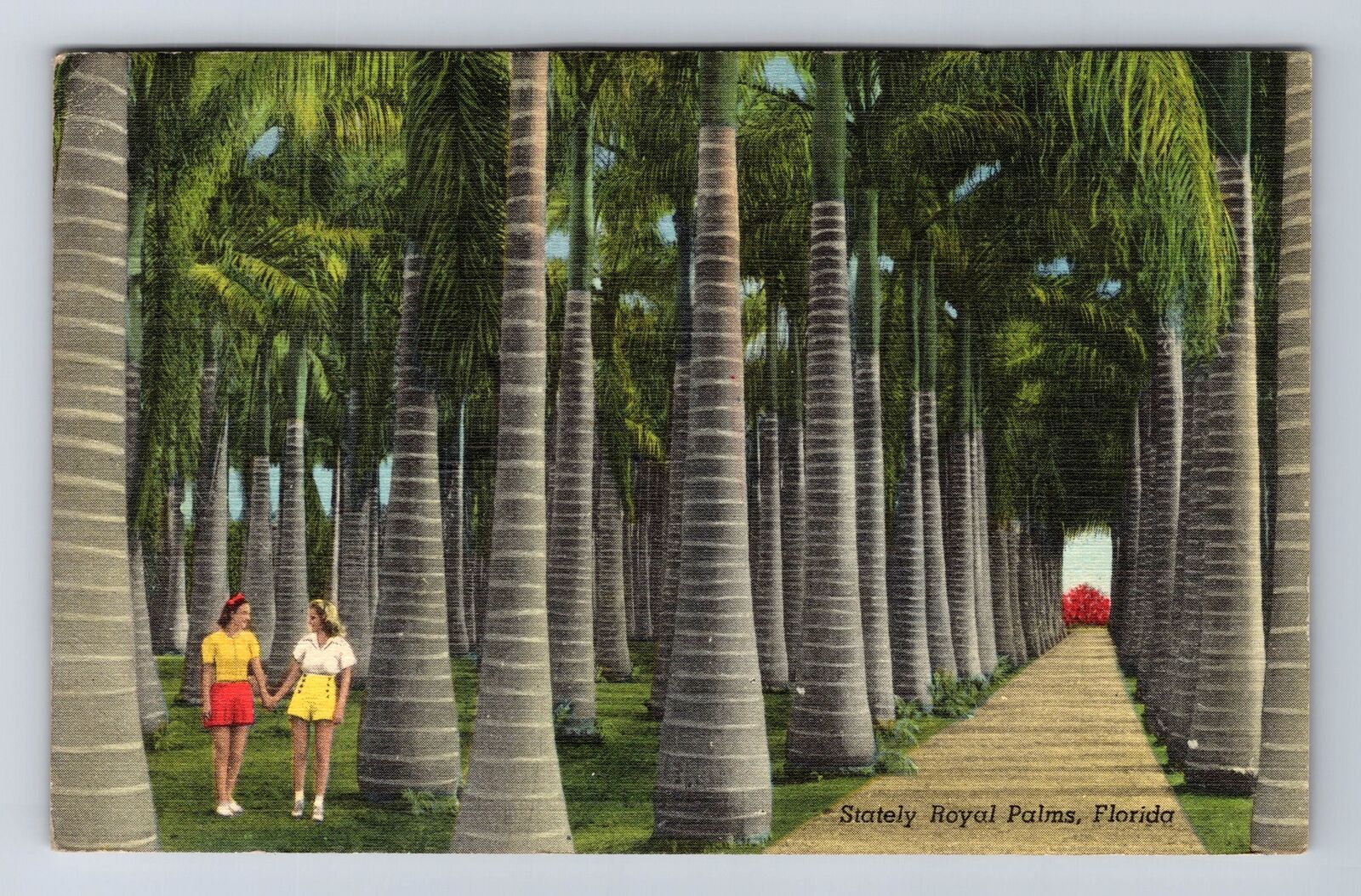 Royal Palms FL-Florida, Stately Royal Palms, Antique, Vintage c1947 Postcard