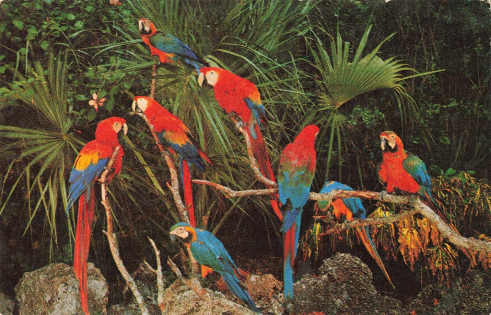 Miami Florida, Parrot Jungle, Vintage Postcard