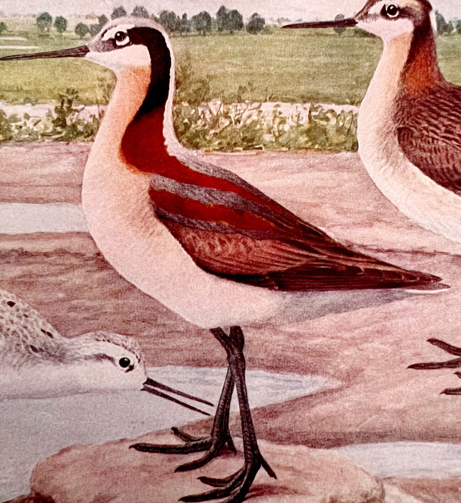 Wilson\'s Phalarope Shorebirds 1936 Bird Lithograph Color Plate Print DWU12B