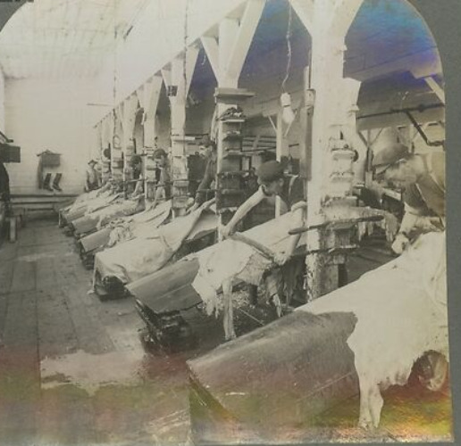 1906 CANADA TANNING INDUSTRY CLEANING HIDES BEAMING TANNERY STEREOVIEW 23-25
