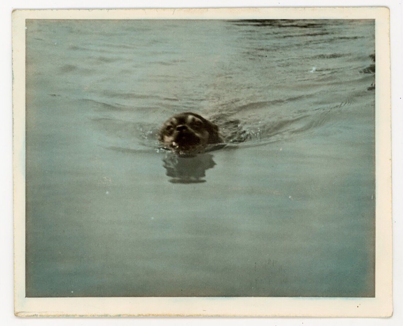 ABSTRACT minimal HAND TINTED dog swimming in WATER vintage 1940s PHOTO original